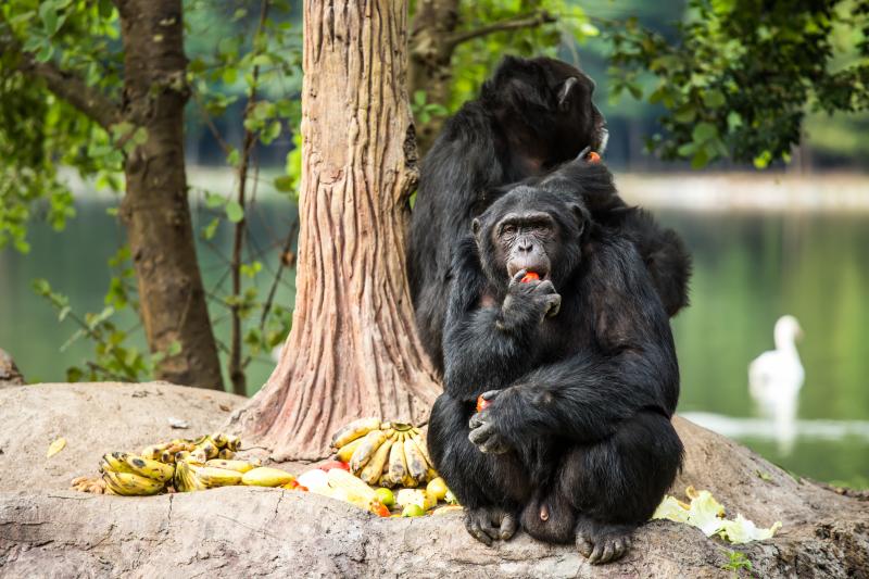 Did Apes Evolve to Eat More Fruit?